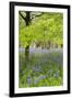 Bluebells Amongst Beech Trees in Spring-null-Framed Photographic Print