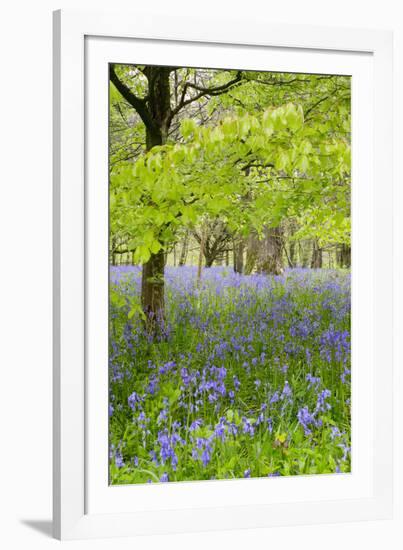 Bluebells Amongst Beech Trees in Spring-null-Framed Photographic Print