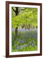 Bluebells Amongst Beech Trees in Spring-null-Framed Photographic Print