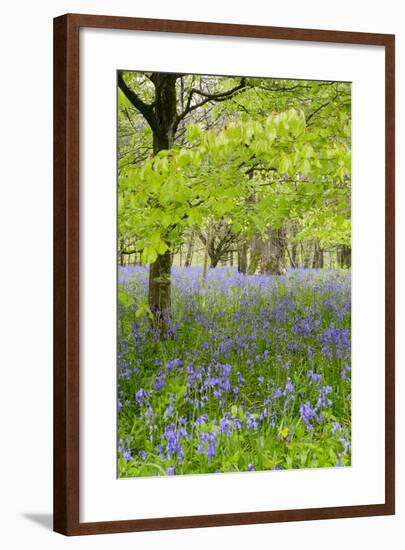 Bluebells Amongst Beech Trees in Spring-null-Framed Photographic Print