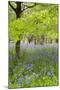 Bluebells Amongst Beech Trees in Spring-null-Mounted Photographic Print