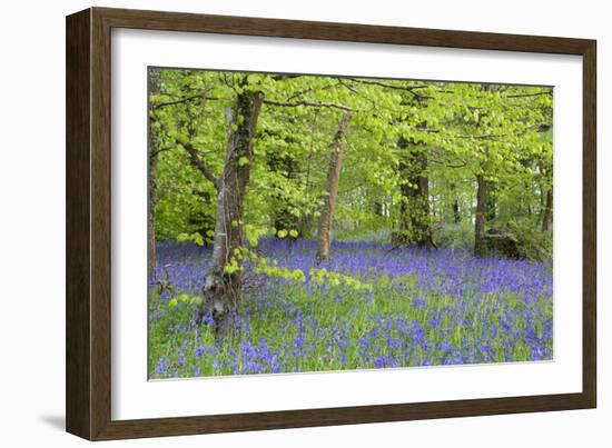 Bluebells Amongst Beech Trees in Spring-null-Framed Photographic Print