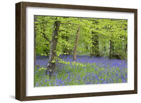 Bluebells Amongst Beech Trees in Spring-null-Framed Photographic Print