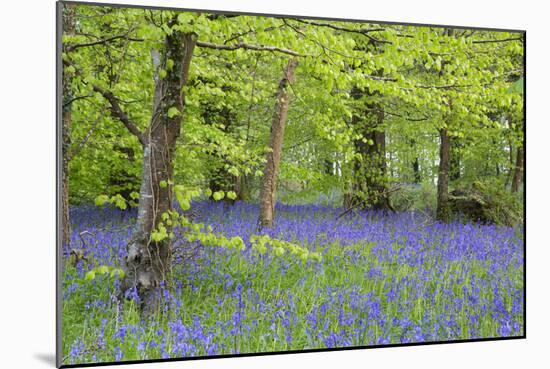 Bluebells Amongst Beech Trees in Spring-null-Mounted Photographic Print