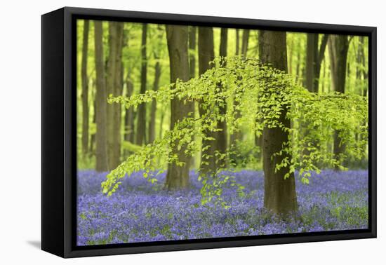 Bluebells and Beech Trees in West Woods, Wiltshire, England. Spring (May)-Adam Burton-Framed Stretched Canvas