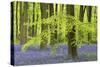 Bluebells and Beech Trees in West Woods, Wiltshire, England. Spring (May)-Adam Burton-Stretched Canvas