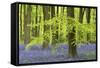 Bluebells and Beech Trees in West Woods, Wiltshire, England. Spring (May)-Adam Burton-Framed Stretched Canvas