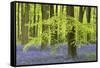 Bluebells and Beech Trees in West Woods, Wiltshire, England. Spring (May)-Adam Burton-Framed Stretched Canvas