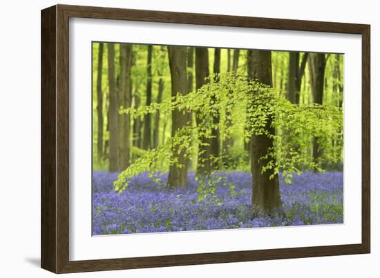 Bluebells and Beech Trees in West Woods, Wiltshire, England. Spring (May)-Adam Burton-Framed Photographic Print