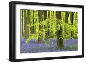 Bluebells and Beech Trees in West Woods, Wiltshire, England. Spring (May)-Adam Burton-Framed Photographic Print