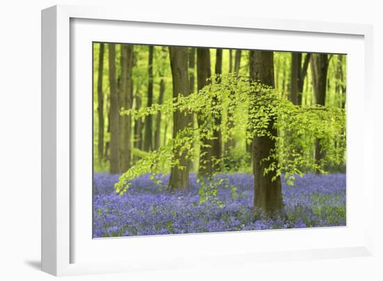 Bluebells and Beech Trees in West Woods, Wiltshire, England. Spring (May)-Adam Burton-Framed Photographic Print