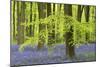 Bluebells and Beech Trees in West Woods, Wiltshire, England. Spring (May)-Adam Burton-Mounted Photographic Print