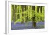 Bluebells and Beech Trees in West Woods, Wiltshire, England. Spring (May)-Adam Burton-Framed Photographic Print