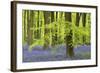 Bluebells and Beech Trees in West Woods, Wiltshire, England. Spring (May)-Adam Burton-Framed Photographic Print