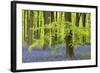 Bluebells and Beech Trees in West Woods, Wiltshire, England. Spring (May)-Adam Burton-Framed Photographic Print