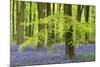 Bluebells and Beech Trees in West Woods, Wiltshire, England. Spring (May)-Adam Burton-Mounted Photographic Print