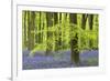 Bluebells and Beech Trees in West Woods, Wiltshire, England. Spring (May)-Adam Burton-Framed Photographic Print