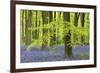 Bluebells and Beech Trees in West Woods, Wiltshire, England. Spring (May)-Adam Burton-Framed Photographic Print