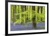 Bluebells and Beech Trees in West Woods, Wiltshire, England. Spring (May)-Adam Burton-Framed Photographic Print