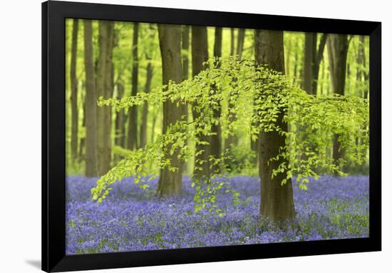 Bluebells and Beech Trees in West Woods, Wiltshire, England. Spring (May)-Adam Burton-Framed Photographic Print