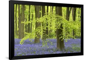 Bluebells and Beech Trees in West Woods, Wiltshire, England. Spring (May)-Adam Burton-Framed Photographic Print