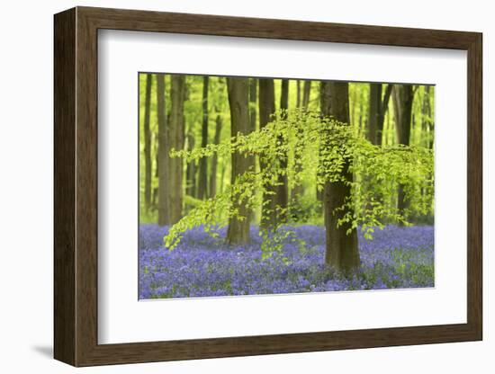 Bluebells and Beech Trees in West Woods, Wiltshire, England. Spring (May)-Adam Burton-Framed Photographic Print