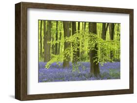 Bluebells and Beech Trees in West Woods, Wiltshire, England. Spring (May)-Adam Burton-Framed Photographic Print