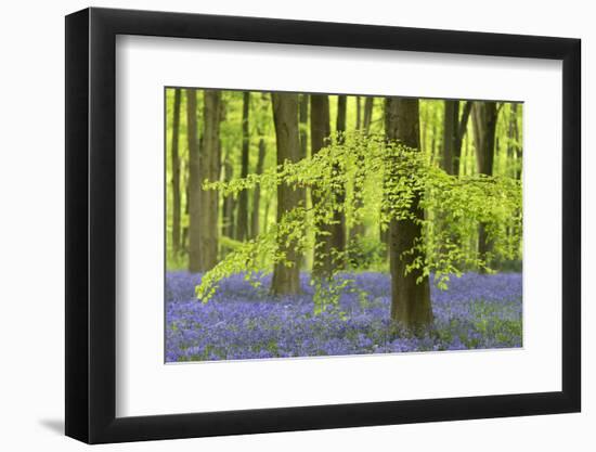 Bluebells and Beech Trees in West Woods, Wiltshire, England. Spring (May)-Adam Burton-Framed Photographic Print