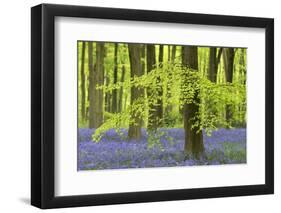 Bluebells and Beech Trees in West Woods, Wiltshire, England. Spring (May)-Adam Burton-Framed Photographic Print