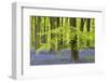 Bluebells and Beech Trees in West Woods, Wiltshire, England. Spring (May)-Adam Burton-Framed Photographic Print