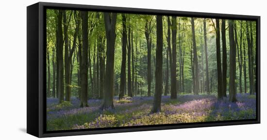 Bluebells and Beech Trees, West Woods, Marlborough, Wiltshire, England. Spring (May)-Adam Burton-Framed Stretched Canvas