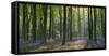 Bluebells and Beech Trees, West Woods, Marlborough, Wiltshire, England. Spring (May)-Adam Burton-Framed Stretched Canvas