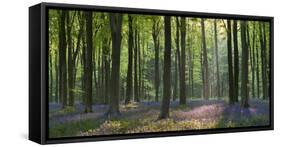 Bluebells and Beech Trees, West Woods, Marlborough, Wiltshire, England. Spring (May)-Adam Burton-Framed Stretched Canvas