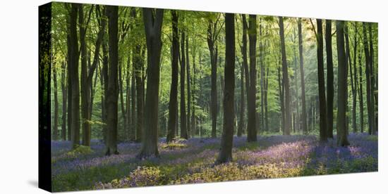 Bluebells and Beech Trees, West Woods, Marlborough, Wiltshire, England. Spring (May)-Adam Burton-Stretched Canvas