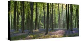 Bluebells and Beech Trees, West Woods, Marlborough, Wiltshire, England. Spring (May)-Adam Burton-Stretched Canvas