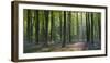 Bluebells and Beech Trees, West Woods, Marlborough, Wiltshire, England. Spring (May)-Adam Burton-Framed Photographic Print