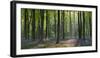 Bluebells and Beech Trees, West Woods, Marlborough, Wiltshire, England. Spring (May)-Adam Burton-Framed Photographic Print