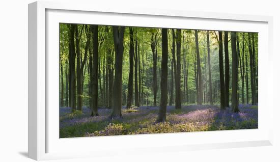 Bluebells and Beech Trees, West Woods, Marlborough, Wiltshire, England. Spring (May)-Adam Burton-Framed Photographic Print