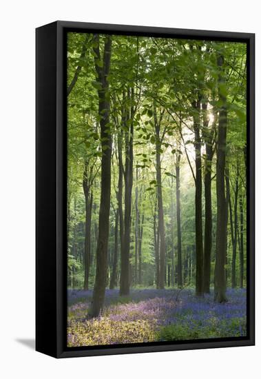 Bluebells and Beech Trees, West Woods, Marlborough, Wiltshire, England. Spring (May)-Adam Burton-Framed Stretched Canvas