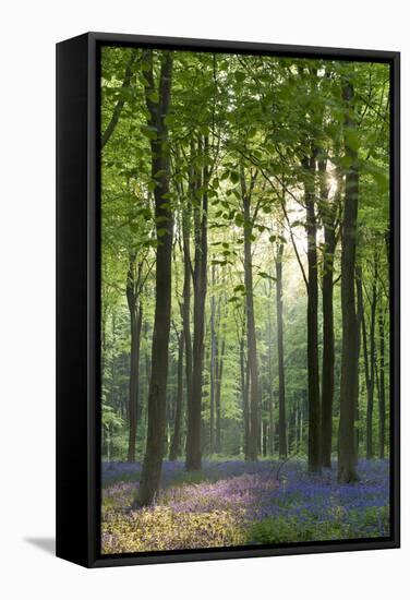 Bluebells and Beech Trees, West Woods, Marlborough, Wiltshire, England. Spring (May)-Adam Burton-Framed Stretched Canvas