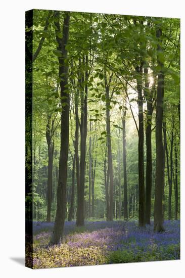 Bluebells and Beech Trees, West Woods, Marlborough, Wiltshire, England. Spring (May)-Adam Burton-Stretched Canvas