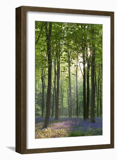 Bluebells and Beech Trees, West Woods, Marlborough, Wiltshire, England. Spring (May)-Adam Burton-Framed Photographic Print