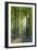 Bluebells and Beech Trees, West Woods, Marlborough, Wiltshire, England. Spring (May)-Adam Burton-Framed Photographic Print