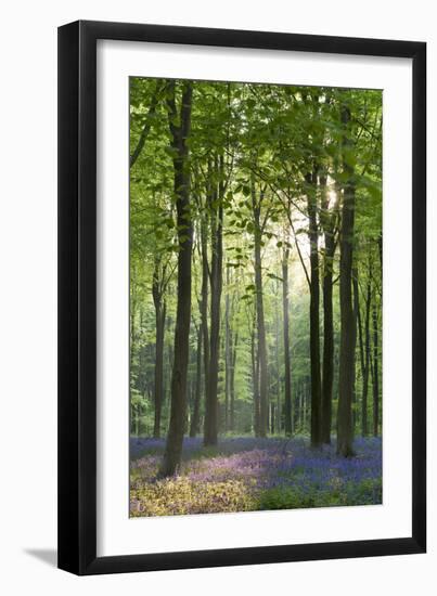 Bluebells and Beech Trees, West Woods, Marlborough, Wiltshire, England. Spring (May)-Adam Burton-Framed Photographic Print
