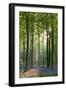 Bluebells and Beech Trees, West Woods, Marlborough, Wiltshire, England. Spring (May)-Adam Burton-Framed Photographic Print