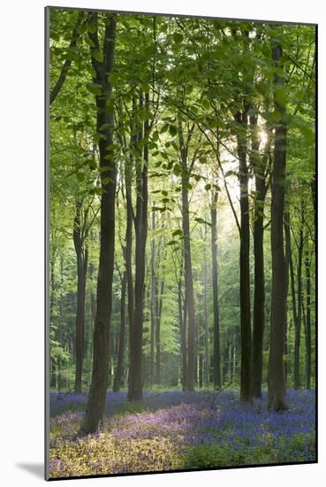 Bluebells and Beech Trees, West Woods, Marlborough, Wiltshire, England. Spring (May)-Adam Burton-Mounted Photographic Print