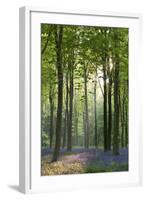 Bluebells and Beech Trees, West Woods, Marlborough, Wiltshire, England. Spring (May)-Adam Burton-Framed Photographic Print