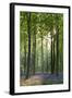 Bluebells and Beech Trees, West Woods, Marlborough, Wiltshire, England. Spring (May)-Adam Burton-Framed Photographic Print