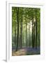 Bluebells and Beech Trees, West Woods, Marlborough, Wiltshire, England. Spring (May)-Adam Burton-Framed Photographic Print