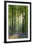 Bluebells and Beech Trees, West Woods, Marlborough, Wiltshire, England. Spring (May)-Adam Burton-Framed Photographic Print